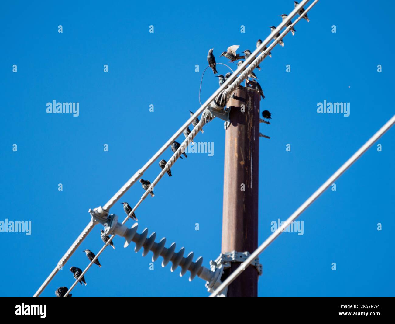 Small birds perch on a high voltage line completely unaware of the