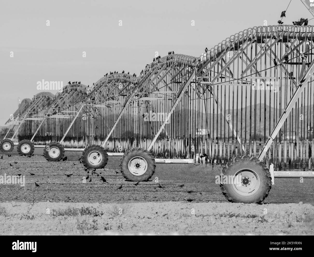 Birds congregate around a large field irrigation machine as it sprinkles water into an arid field, soon to be ripe with cotton Stock Photo