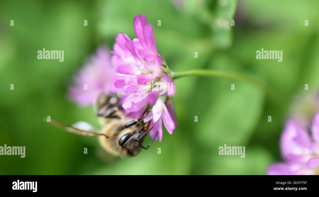 A bee sipping nectar from pink flower isolated in green nature background Stock Photo