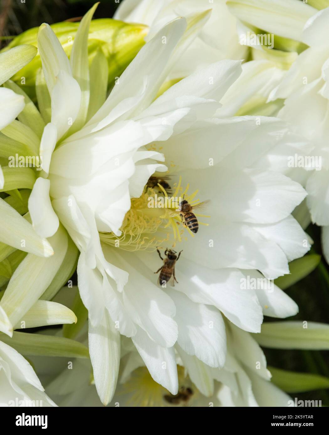Australian Native Stingless Bees pollinating cactus flowers in northern