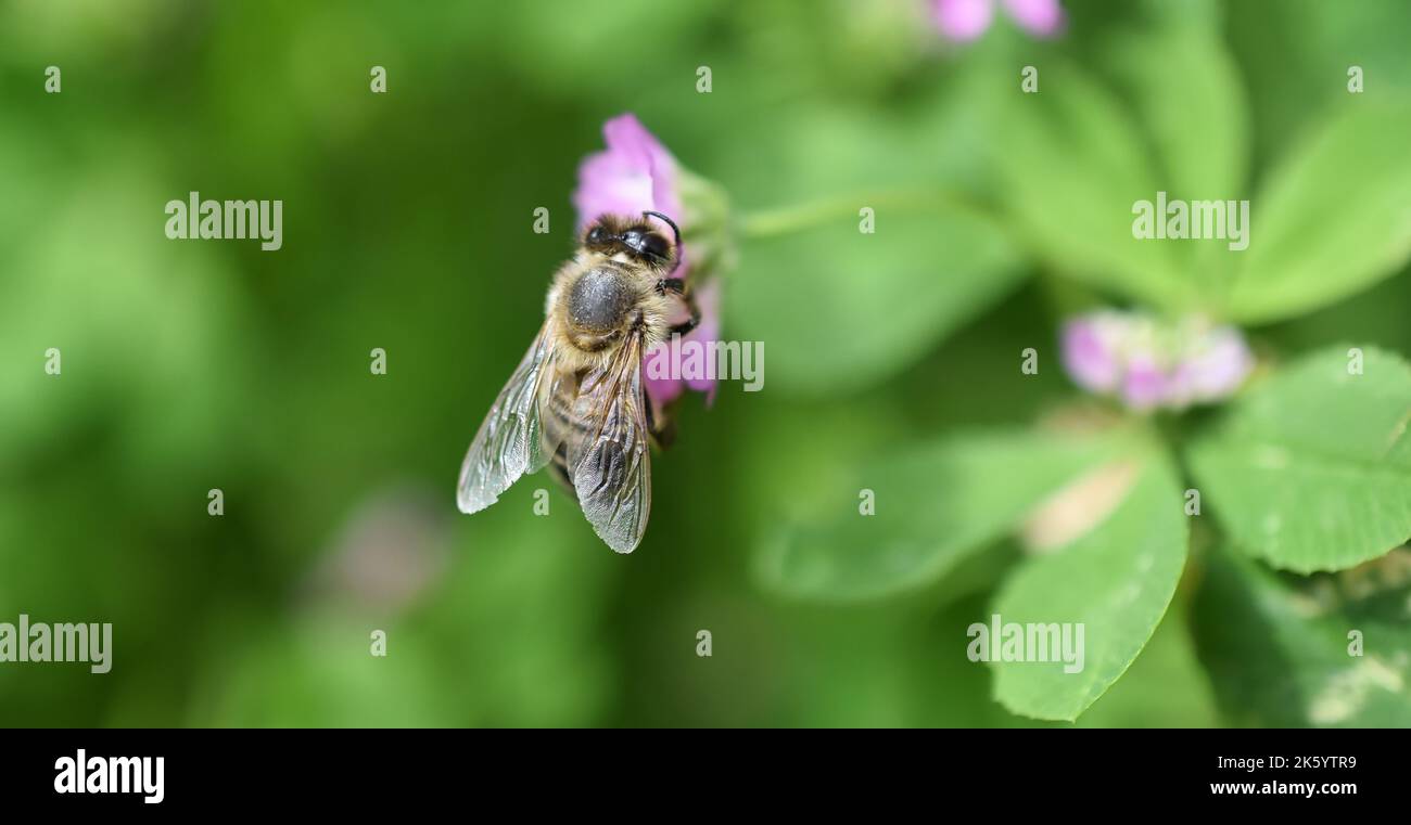 A closeup of bee sipping nectar from pink flower isolated in green nature background Stock Photo