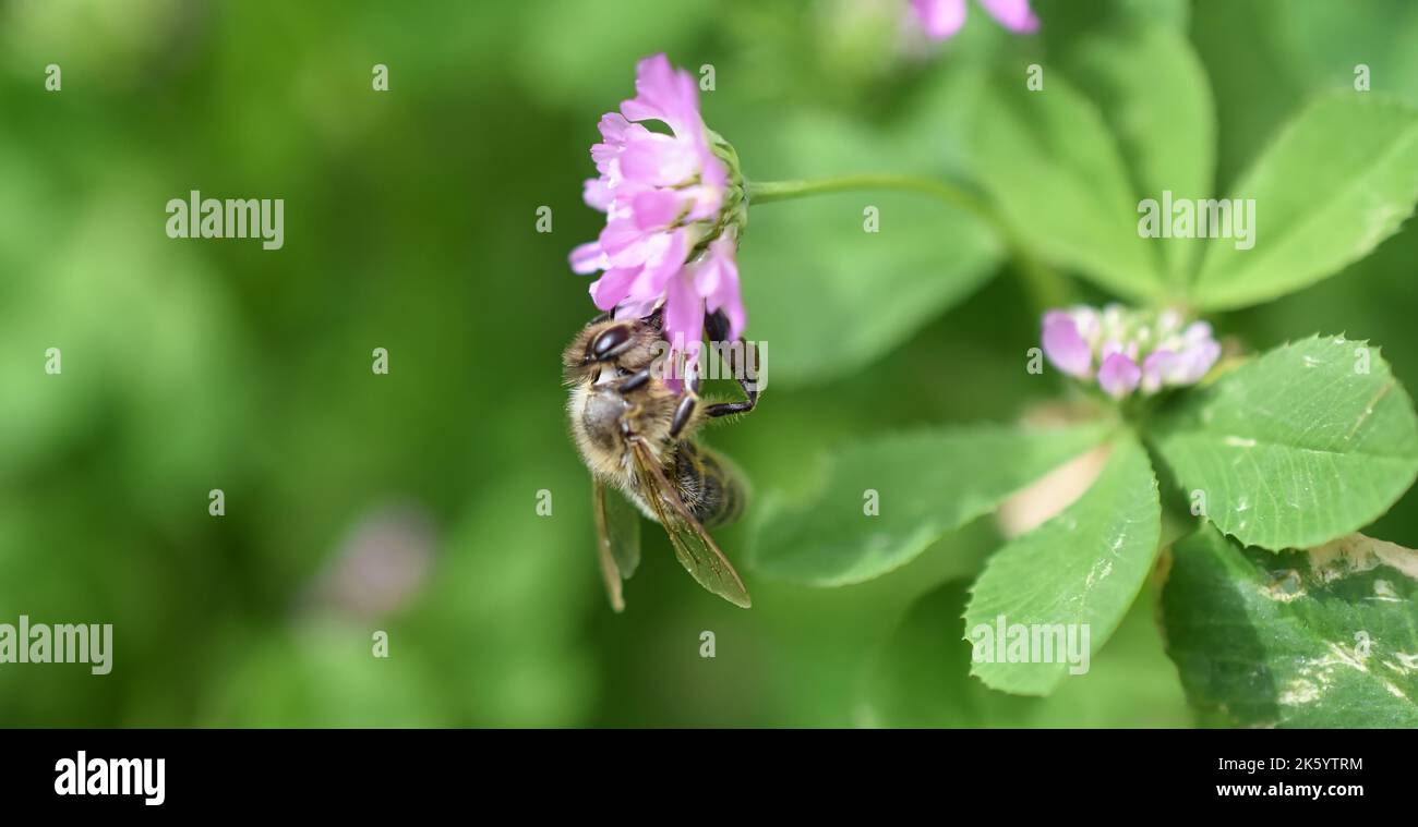 A closeup of bee sipping nectar from pink flower isolated in green nature background Stock Photo