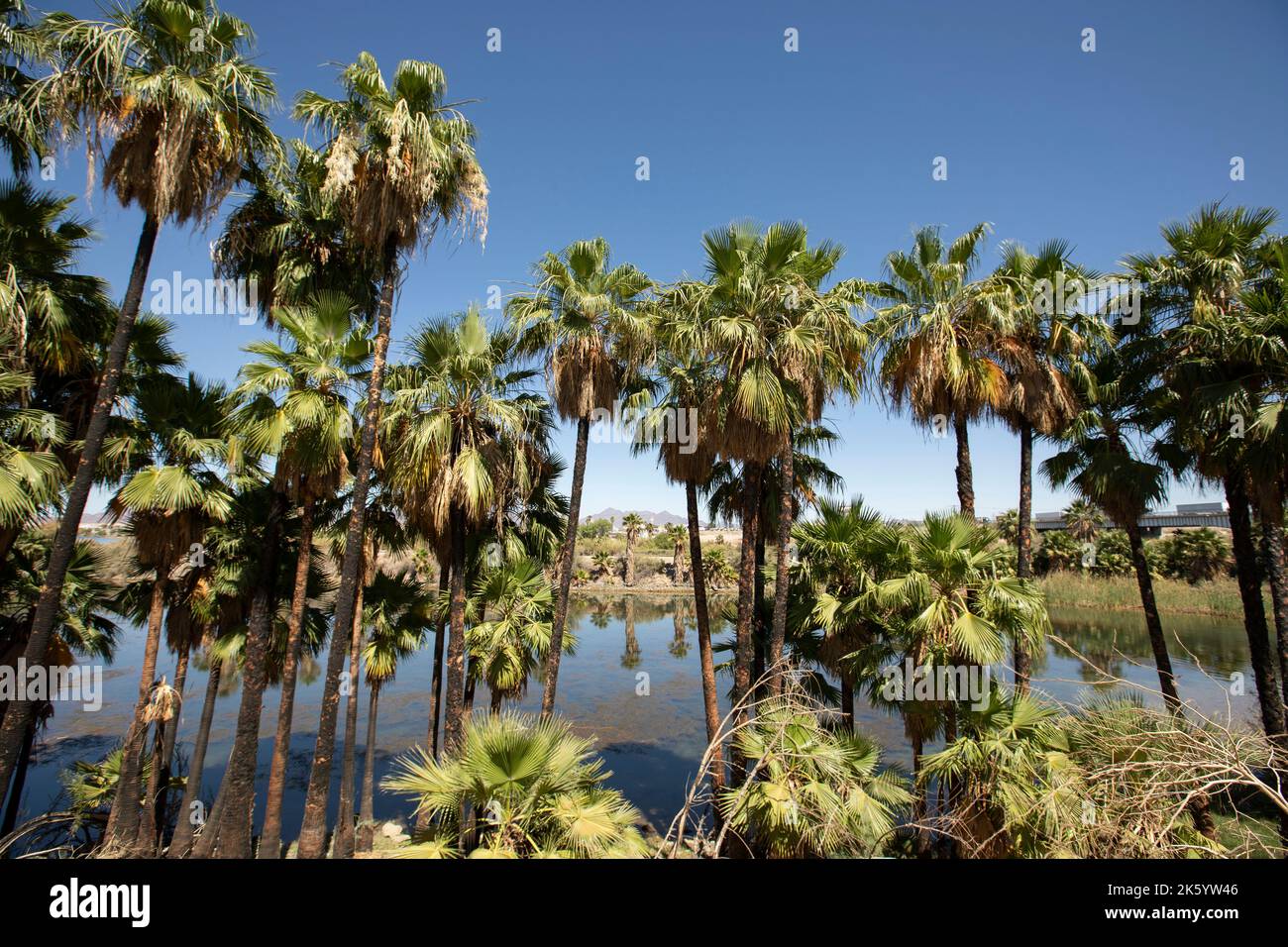 Palm trees frame the Colorado River as it flows through the border of California and Arizona, USA. Stock Photo
