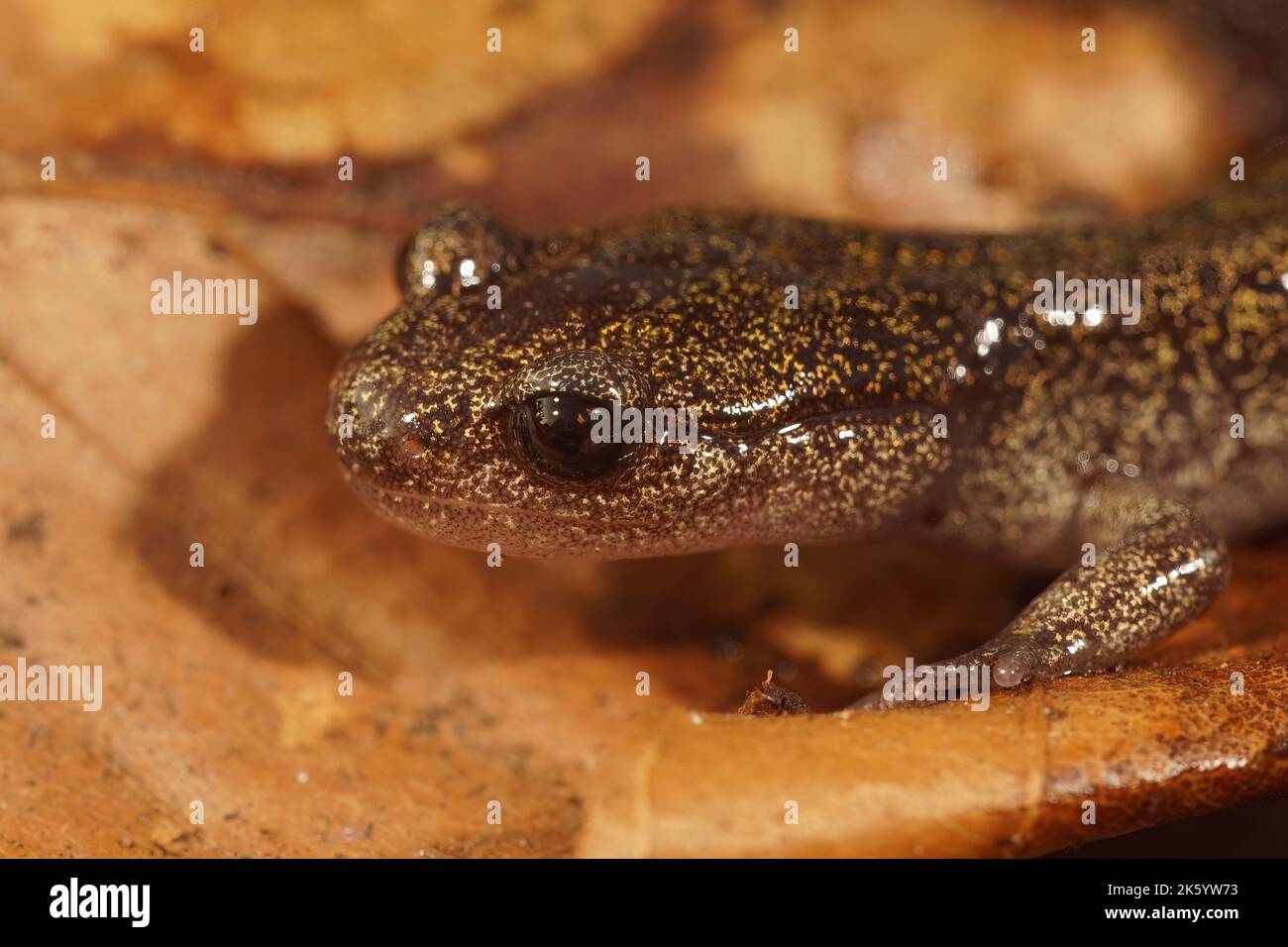 Detailed closeup on a juvenile Japanese endemic Hokkaido salamander, Hynbobius retardatus Stock Photo