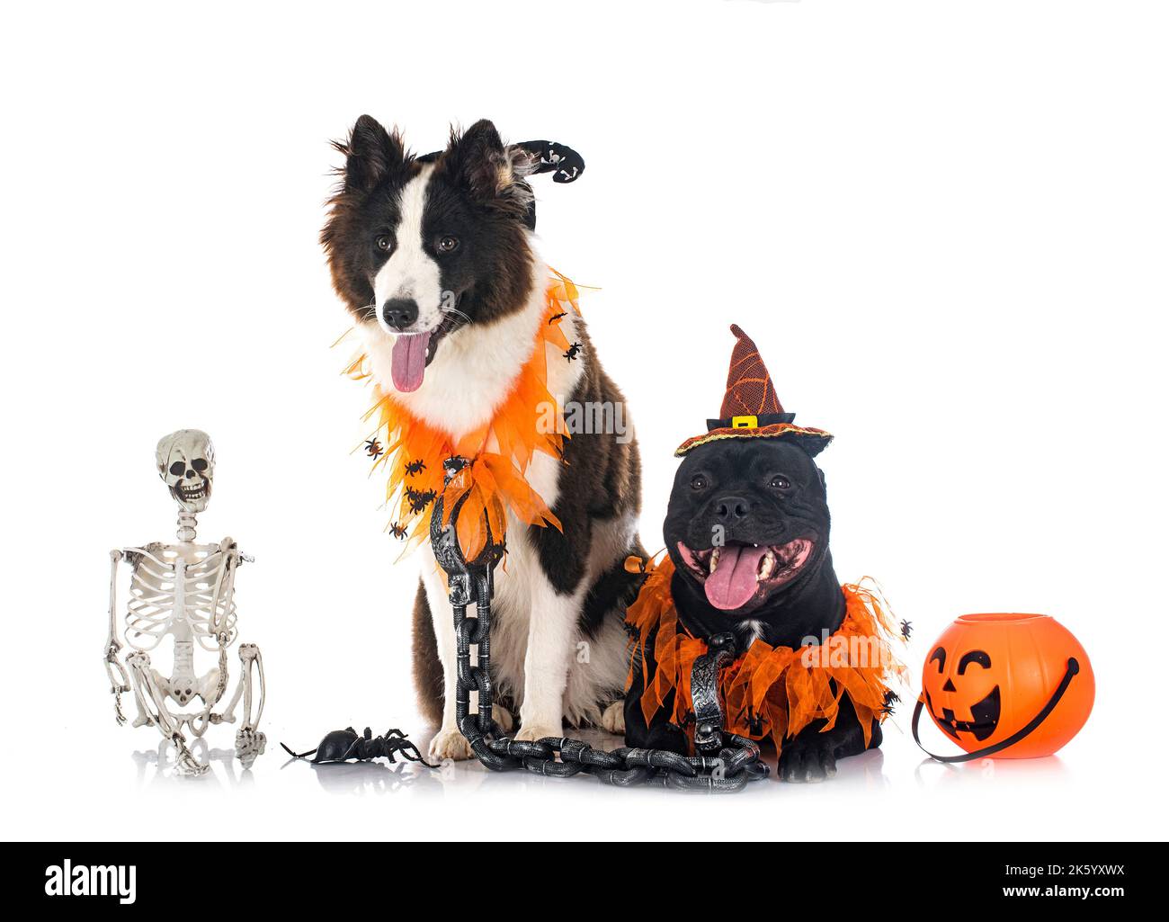 dogs and halloween in front of white background Stock Photo - Alamy