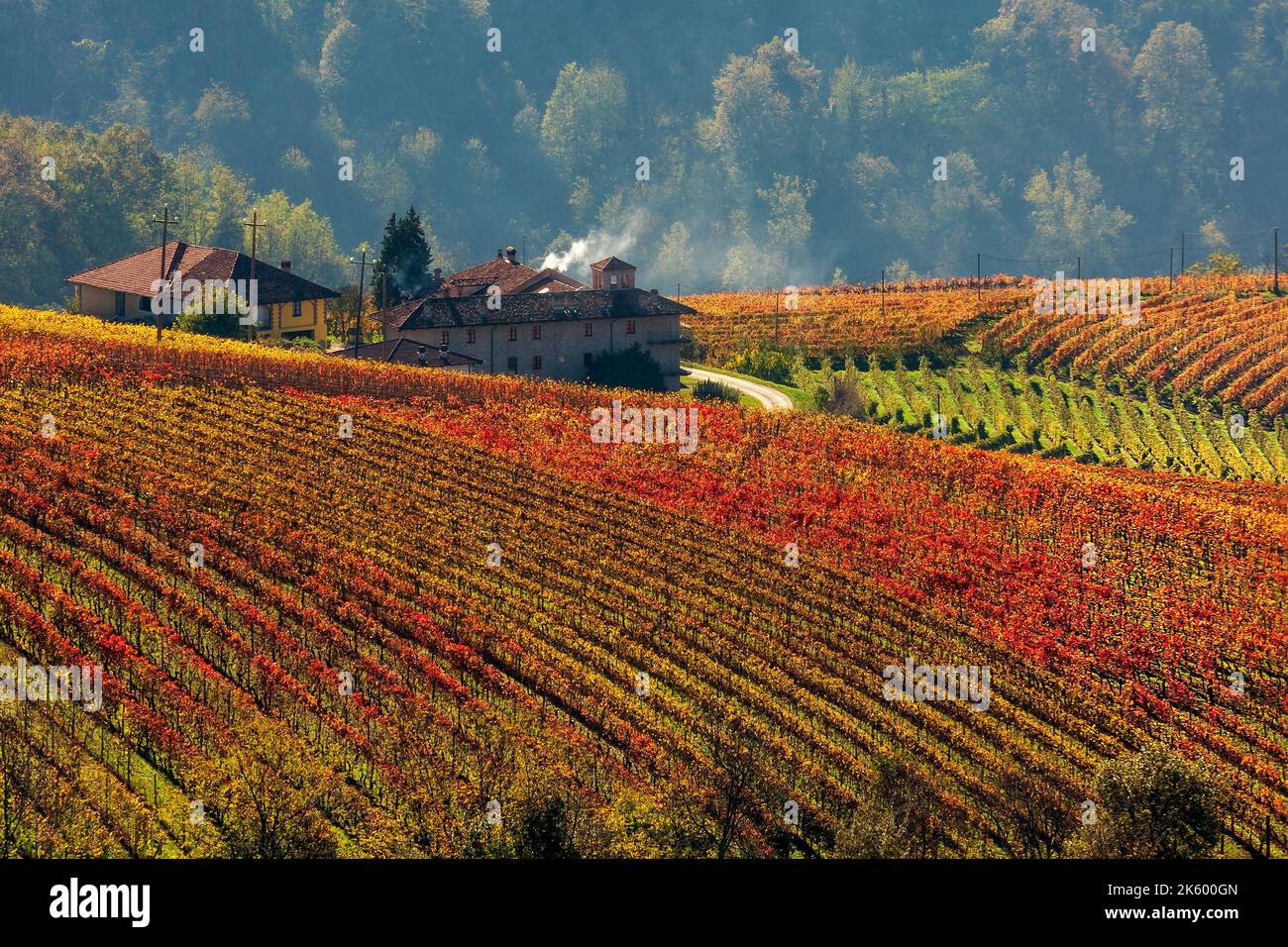View from above of red and orange colorful autumnal vineyards in Piedmont, Northern Italy. Stock Photo