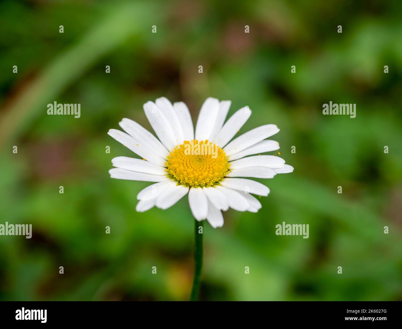 White Daisy Flower with a yellow centre with a green background Stock Photo