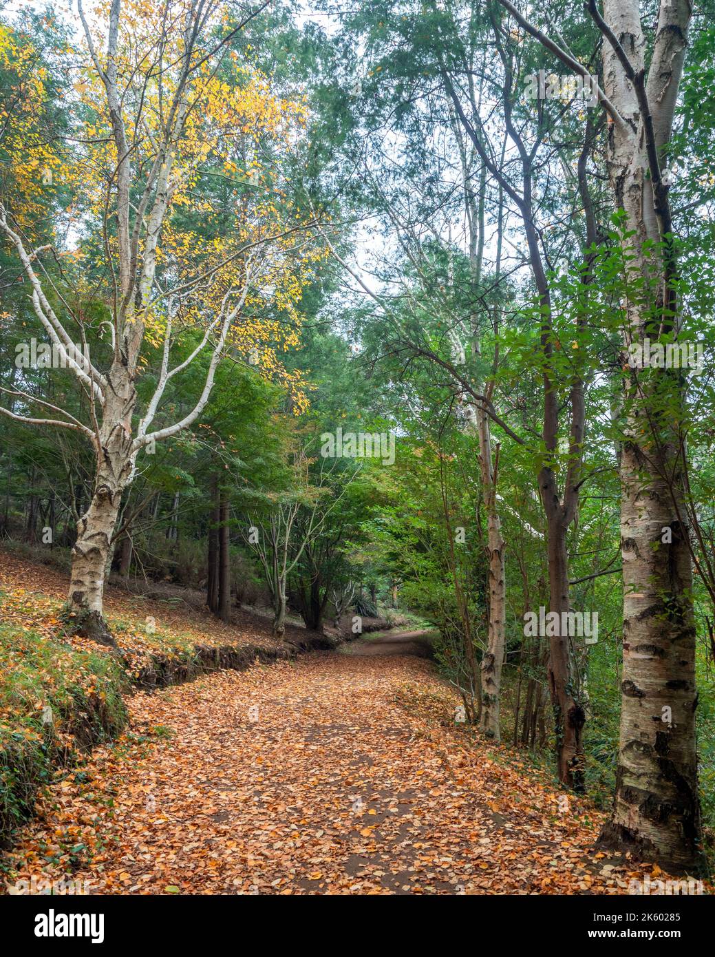Olinda Forest Walking Trail Stock Photo