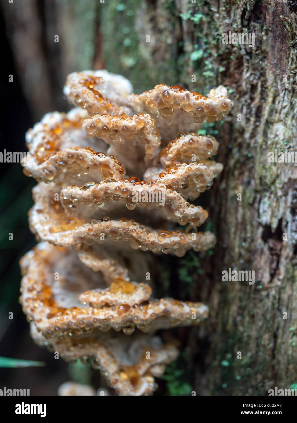 A dew covered bracket fungus Stock Photo