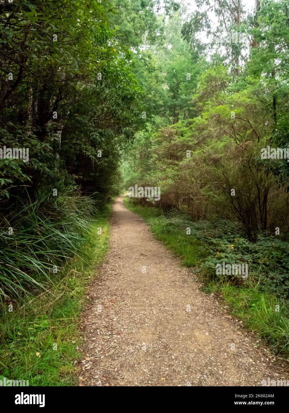 Olinda Forest Walking Trail Stock Photo