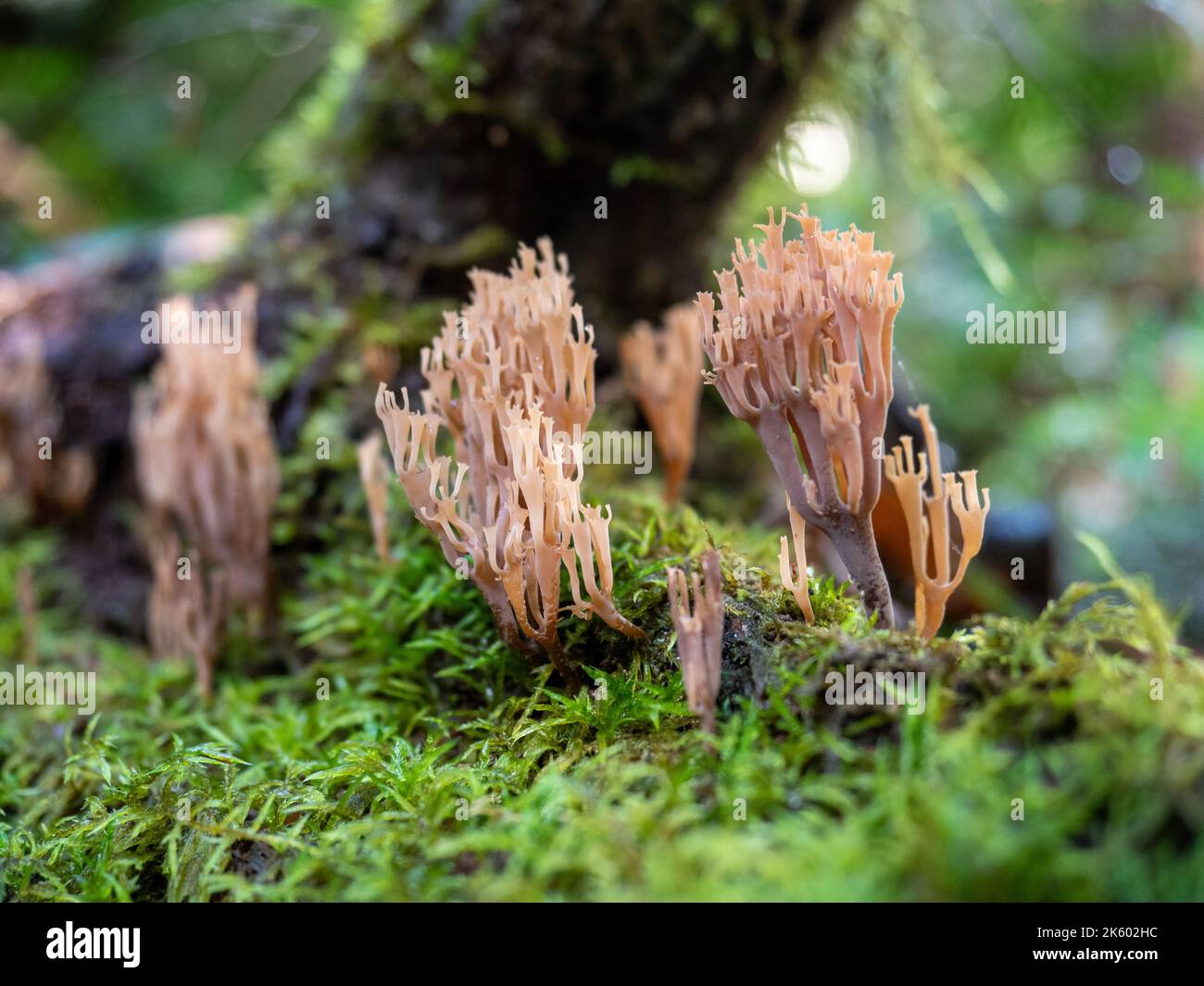 Ramaria Fungi growing amidst moss Stock Photo