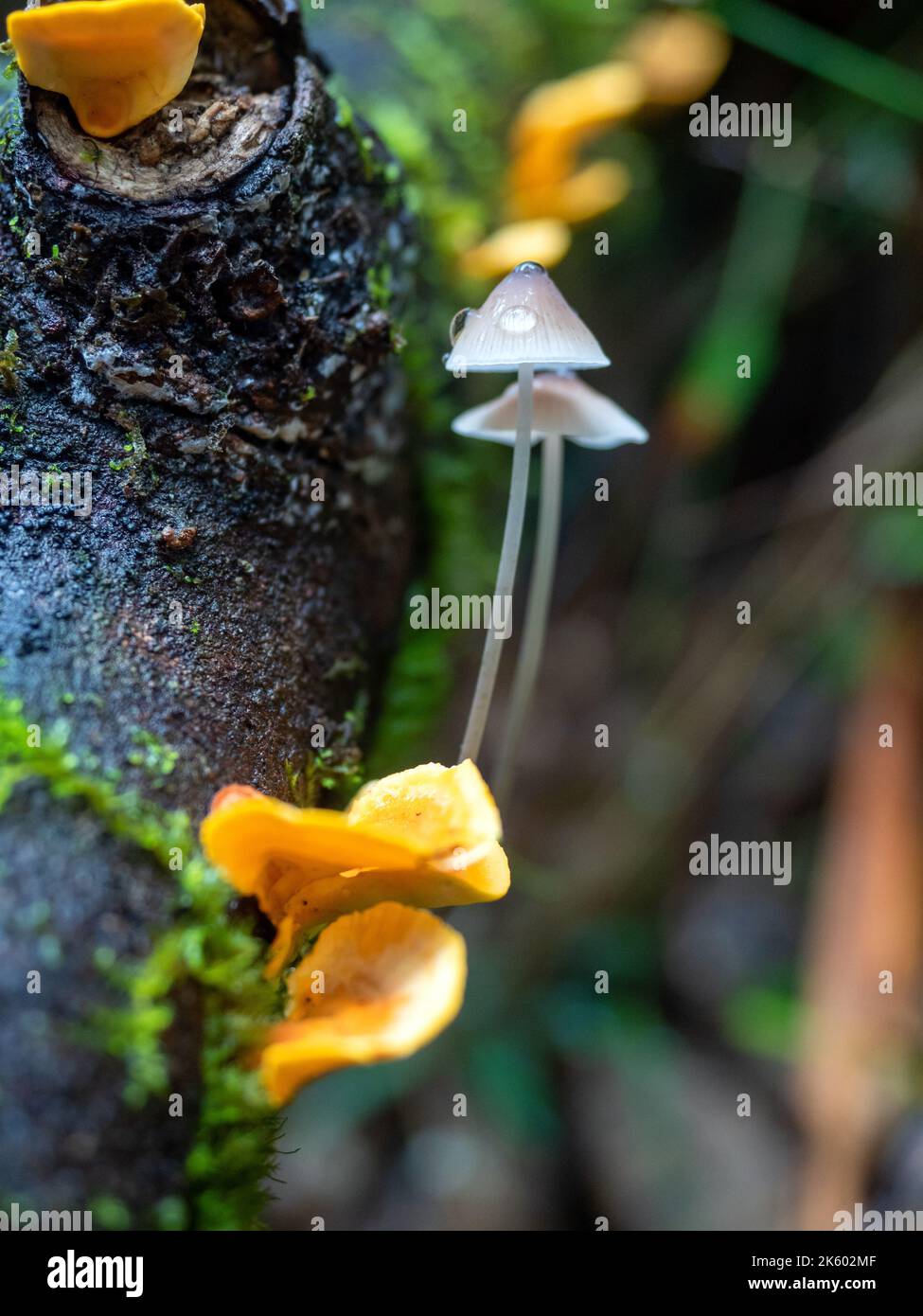 Mycena austrofilopes fungi with dew drops Stock Photo