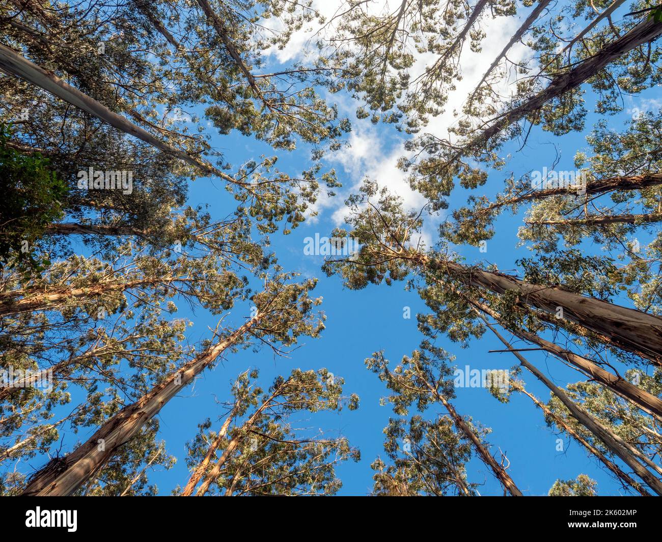 Eucalyptus trees towering towards the sky Stock Photo