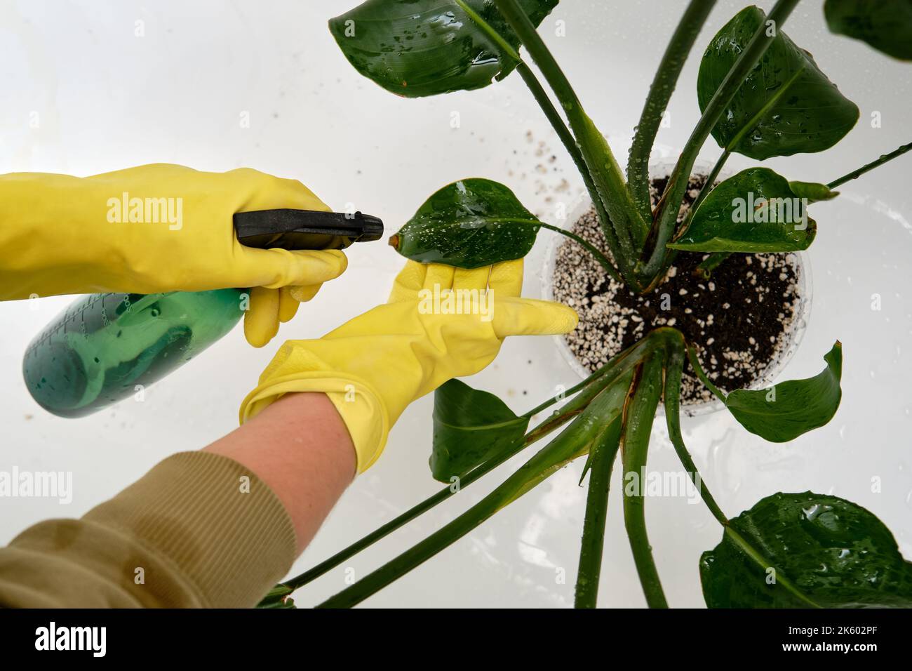 Spraying plants from a spray gun in a home bathroom for cleaning from