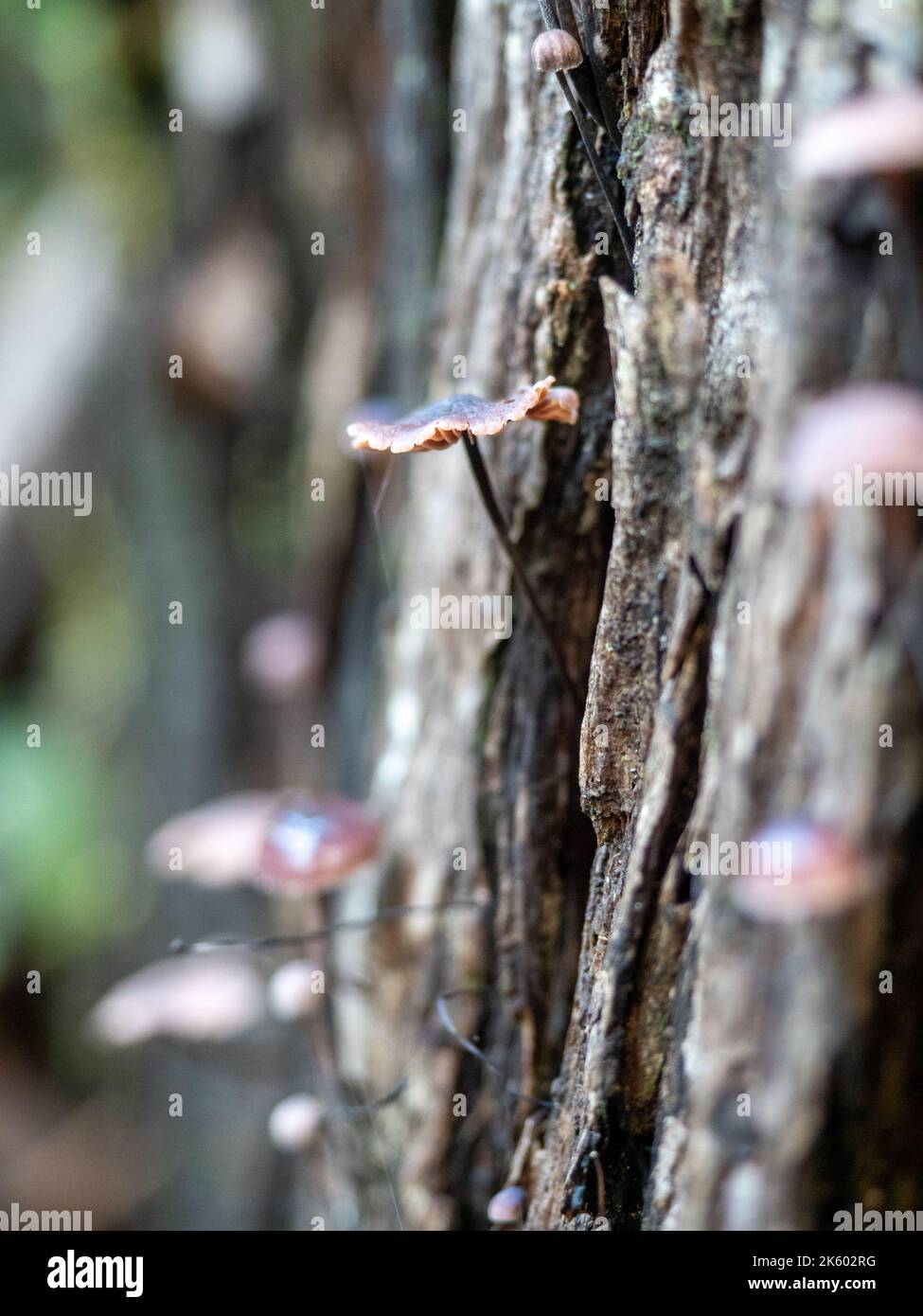Little Bleeder, Mycena kuurkacea Fungi growing from tree bark Stock Photo