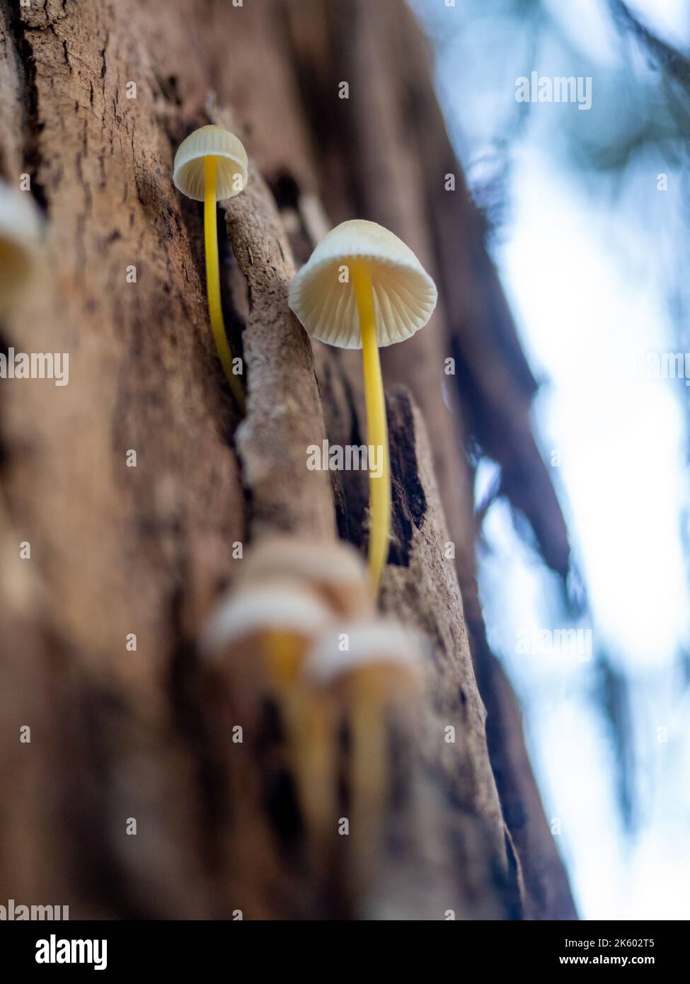 Mycena epipterygia Fungi growing from tree bark, Tranjil Bren, Australia Stock Photo