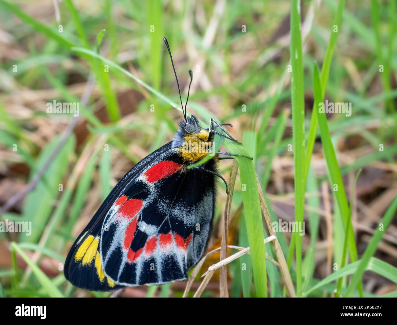 Delias harpalyce, the Imperial White Butterfly, Victoria, Australia Stock Photo