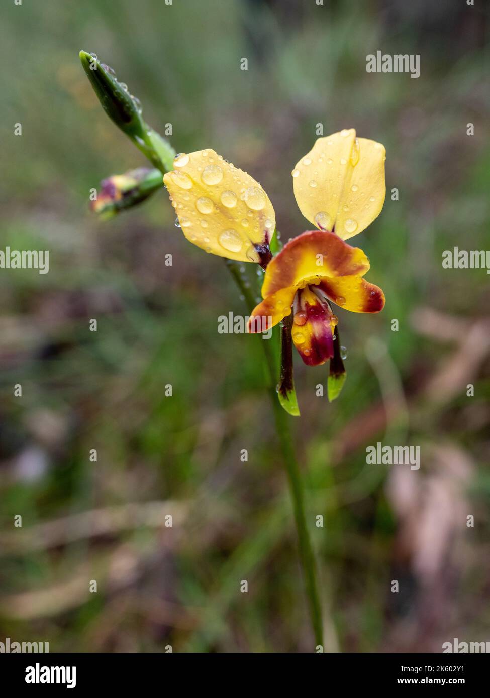 Donkey Orchid Flower Stock Photo