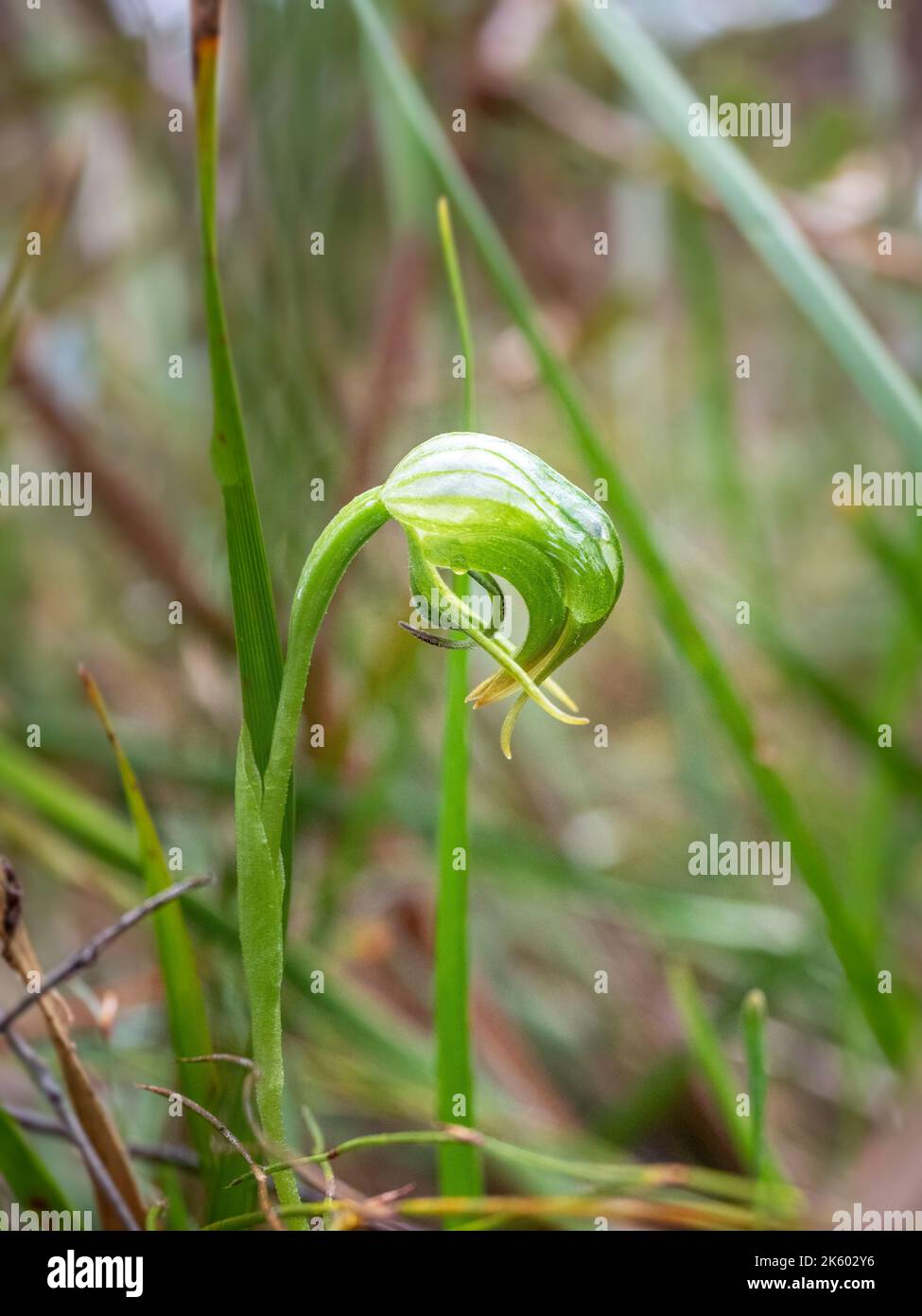 Common Bird Orchid, Victoria, Australia Stock Photo