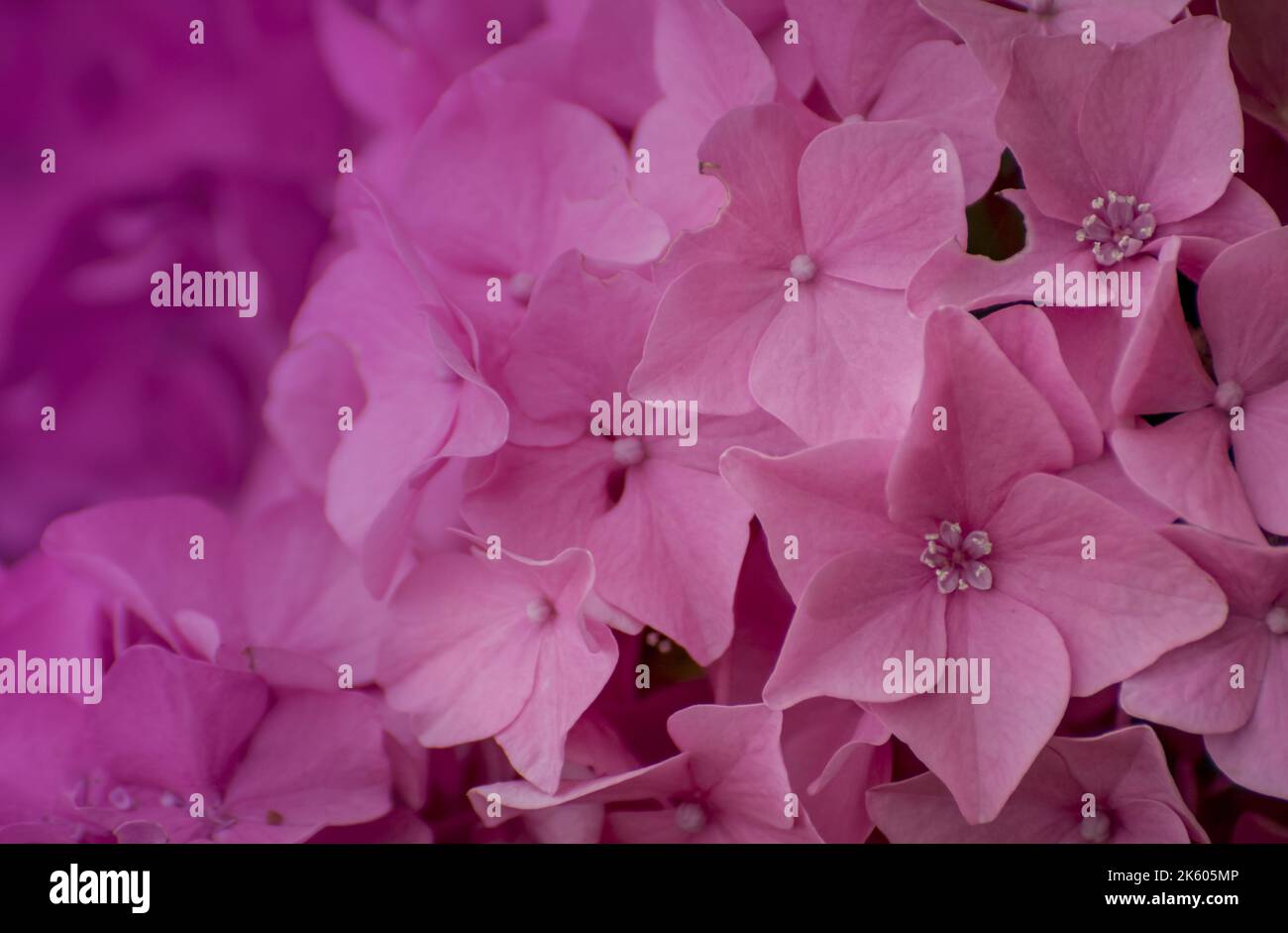 Closeup of red poinsettias (Euphorbia pulcherrima) flower background Stock Photo