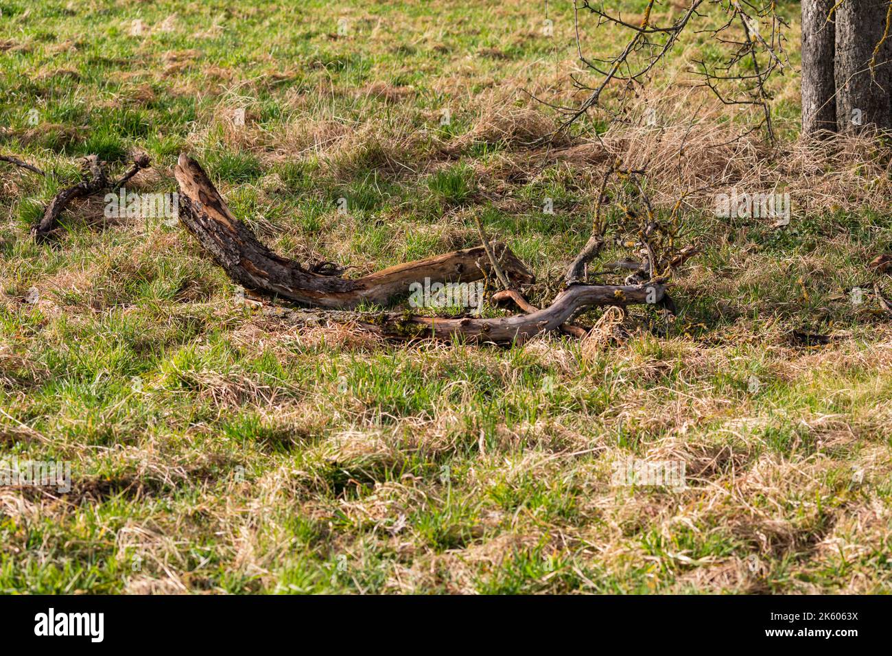 After the strong winds in winter, there are damage to the trees in a meadow Stock Photo