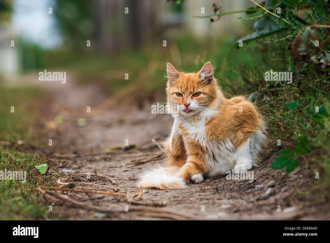 Little red cat 2025
