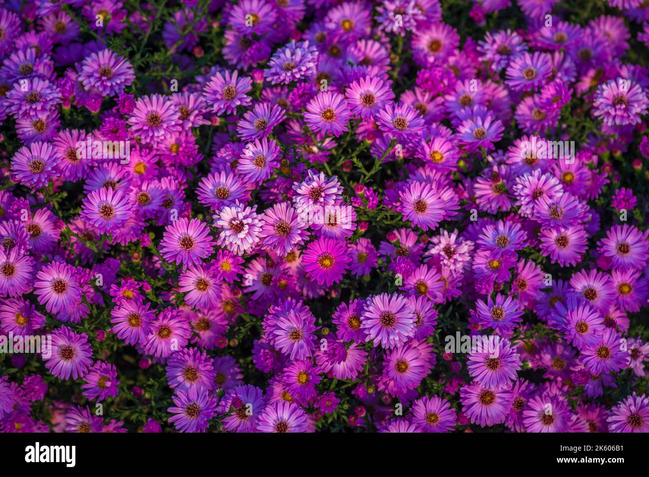 Aster amellus, sunrise light European Michaelmas daisy Purple flowers autumn Symphyotrichum novi-belgii as a border New York aster Stock Photo