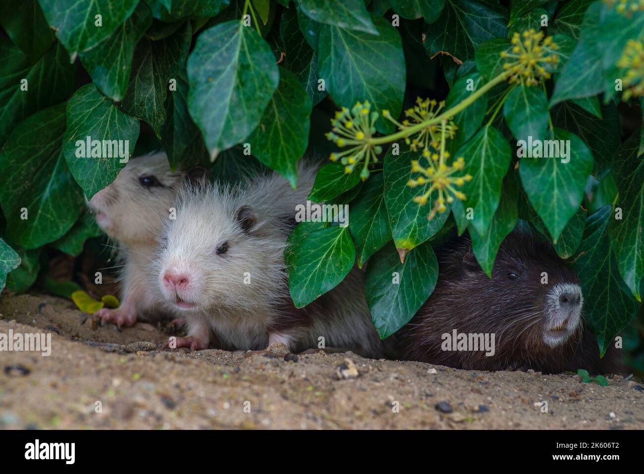 two young nutrias myocastor coypus White grey Rats muskrat dry green