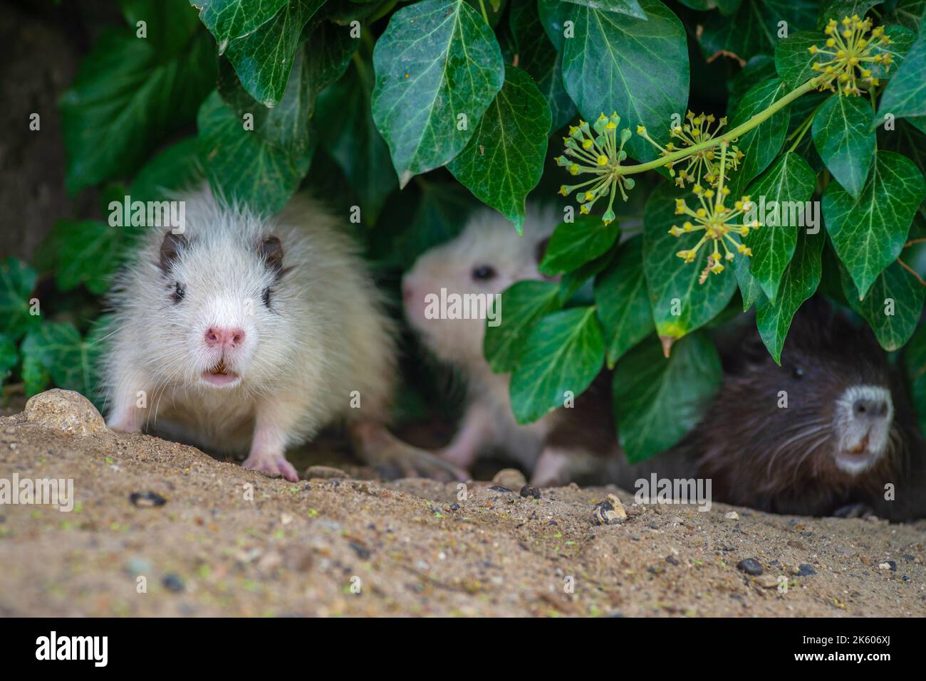 two young nutrias myocastor coypus White grey Rats muskrat dry green
