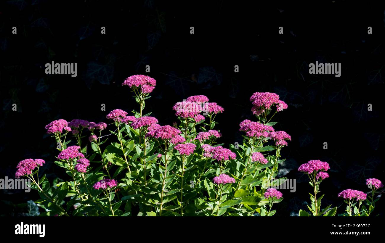 sedum telephium Purple hylotelephium Xenox  orpine, livelong, frog's-stomach, live-forever, Orphan John, pink colored flowers of stonecrops, closeup b Stock Photo