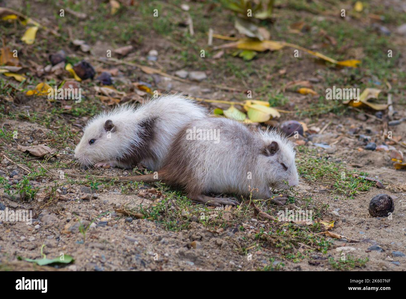 two young nutrias myocastor coypus White grey Rats muskrat dry green
