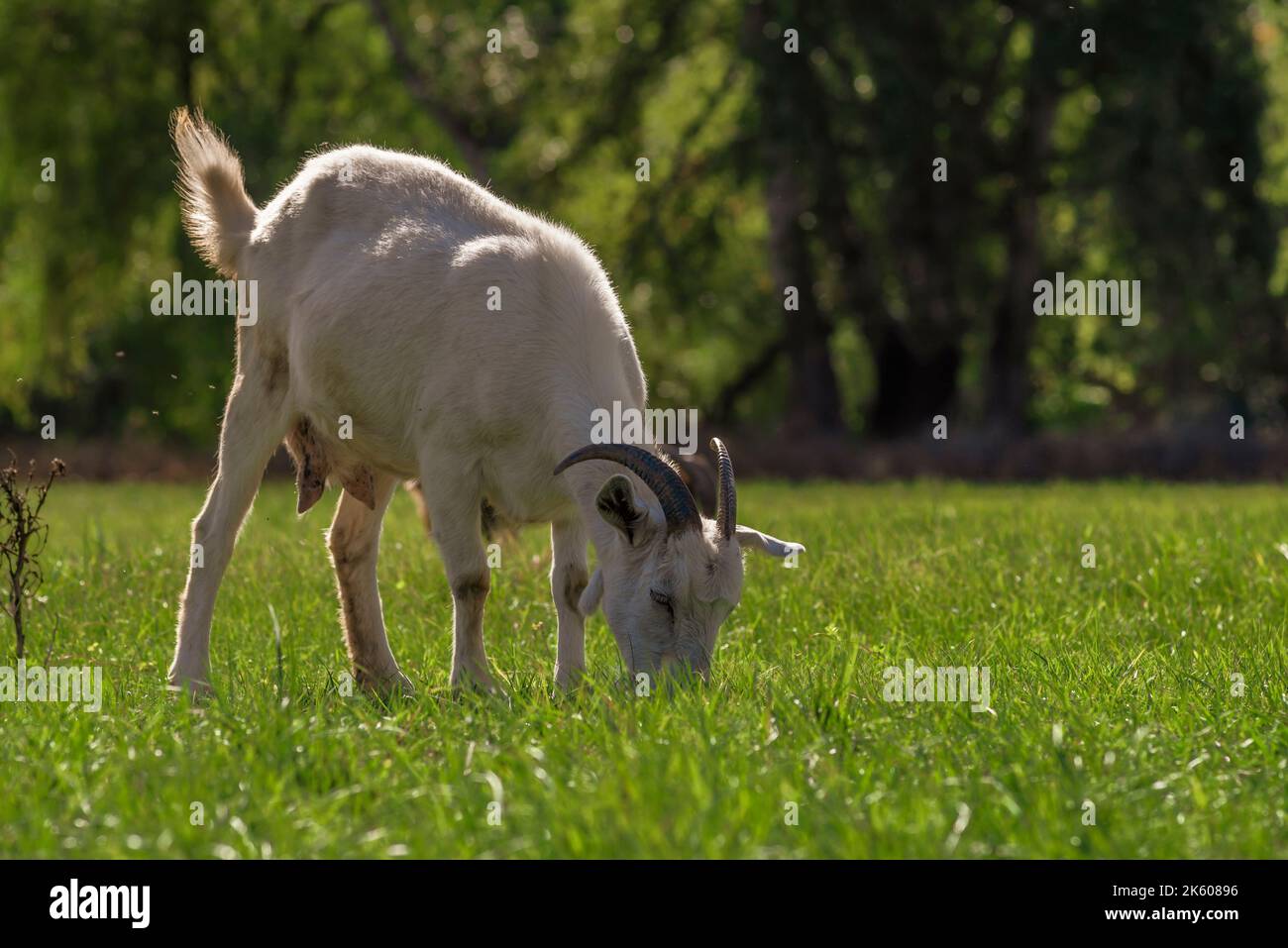 goats graze in the green grass field meadow forest background autumn ...