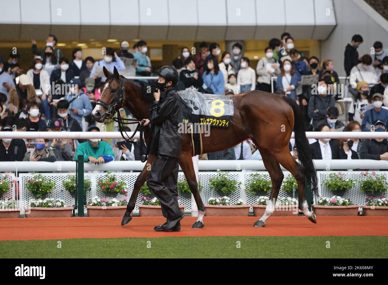 Hyogo, Japan. 9th Oct, 2022. Elena Avanti Horse Racing : Elena Avanti ...