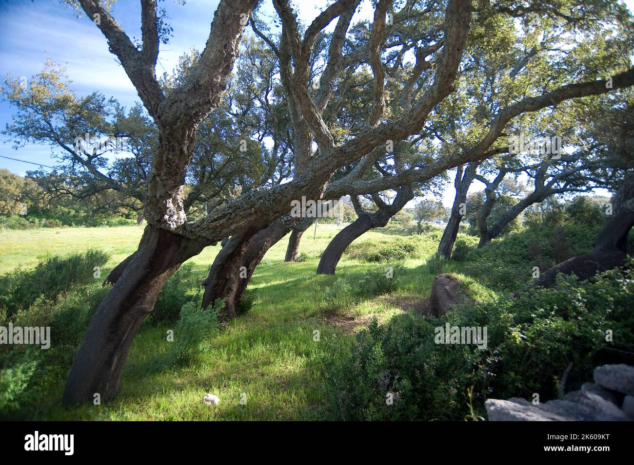 Cork Oak, Calangianus, Sardinia, Italy, Europe Stock Photo