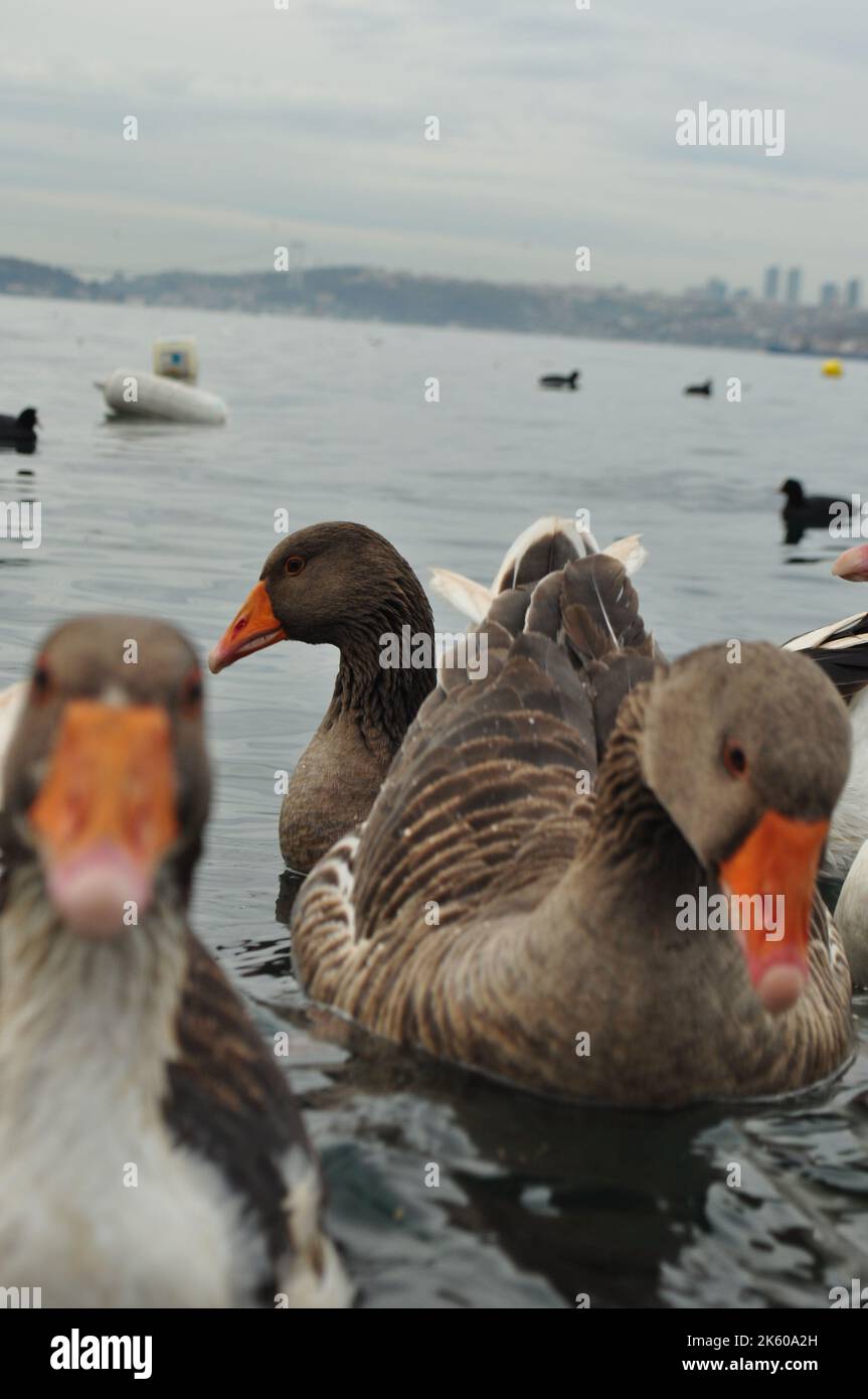 Geese, a flock of geese swimming on the beach of Beykoz, Istanbul. Animal, bird idea concept. Stock Photo