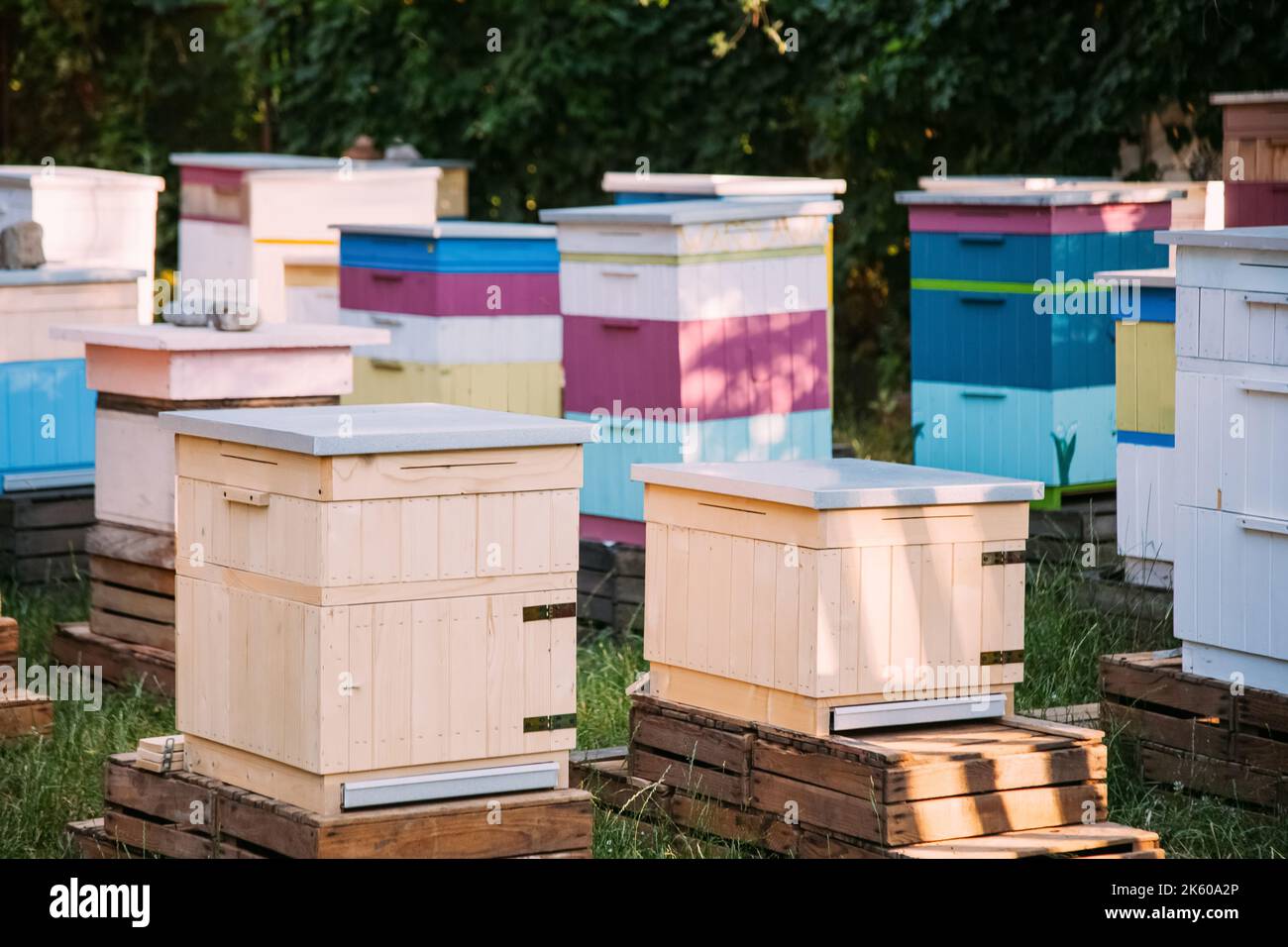 rural apiary bee hives apiculture village Stock Photo