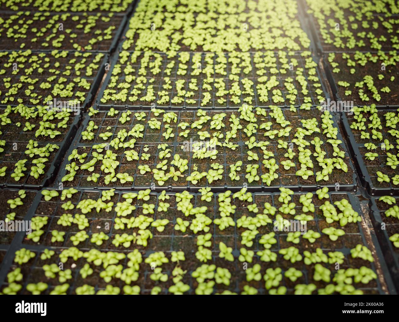 Various plants growing in a plant bed. Plants blooming in a plant bed