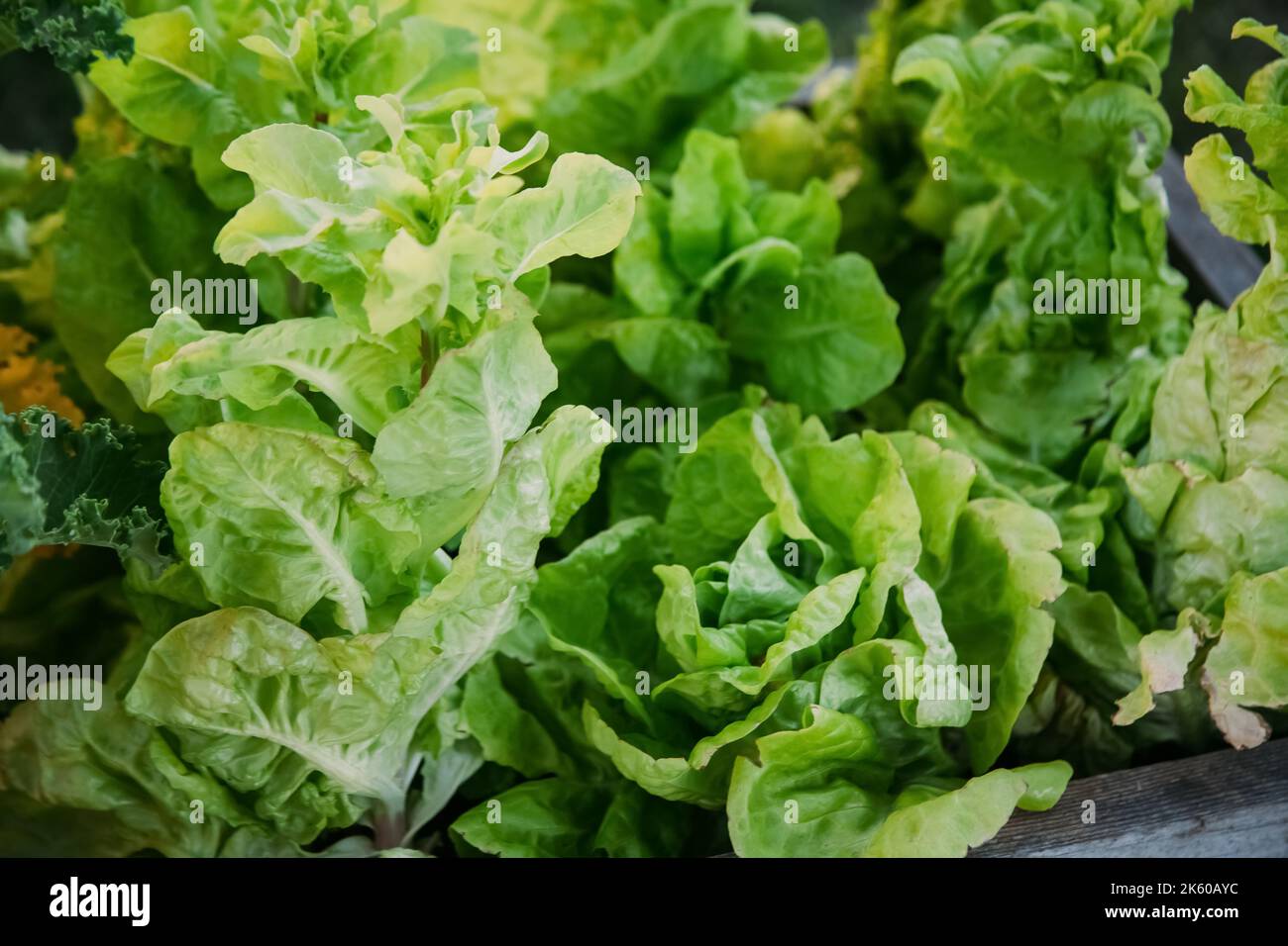 Cabbage seedling. Hothouse farm. Natural gardening. Lettuce leaves in ground in plank greenhouse daylight. Stock Photo