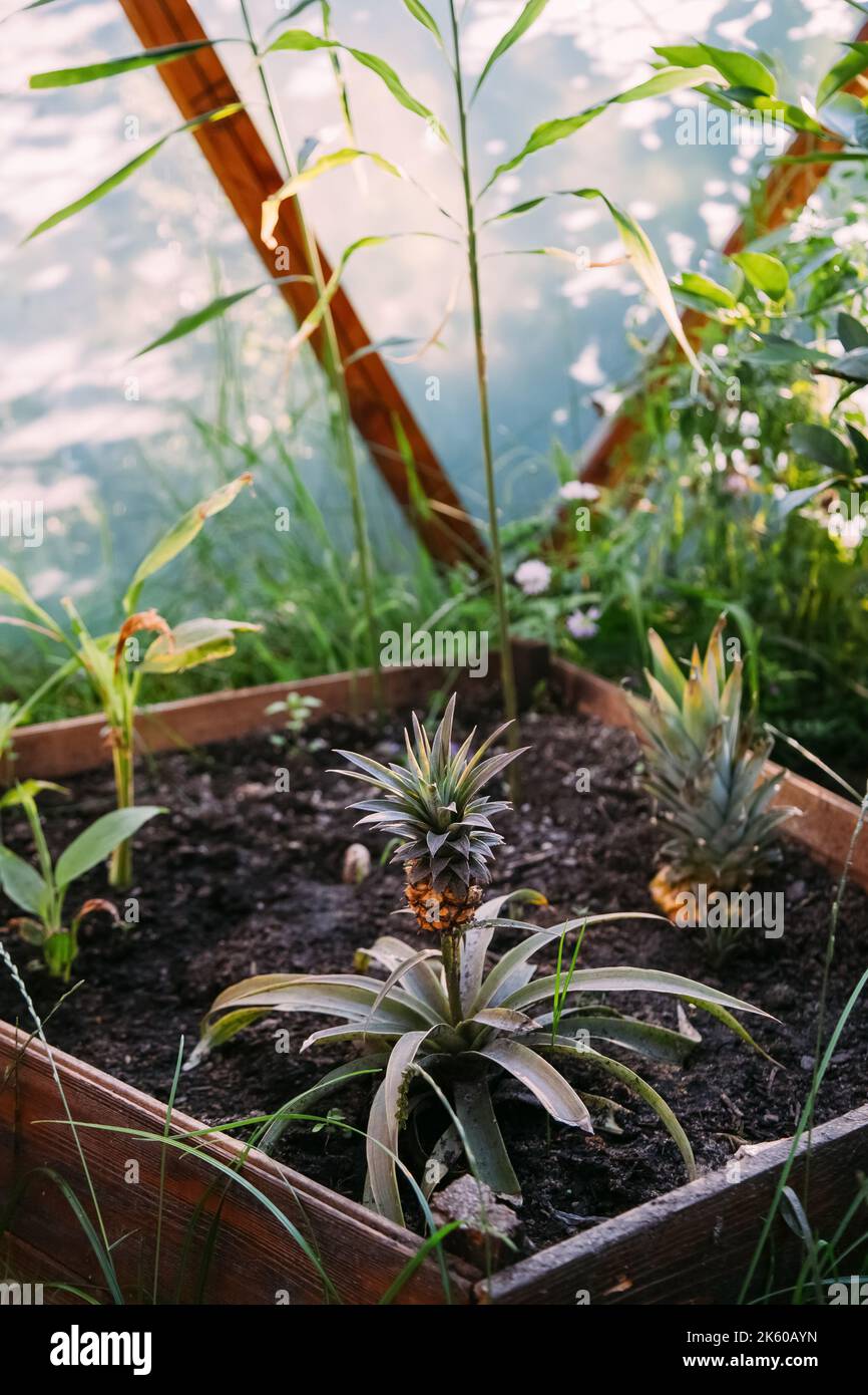 home garden pineapple cultivation hothouse foliage Stock Photo