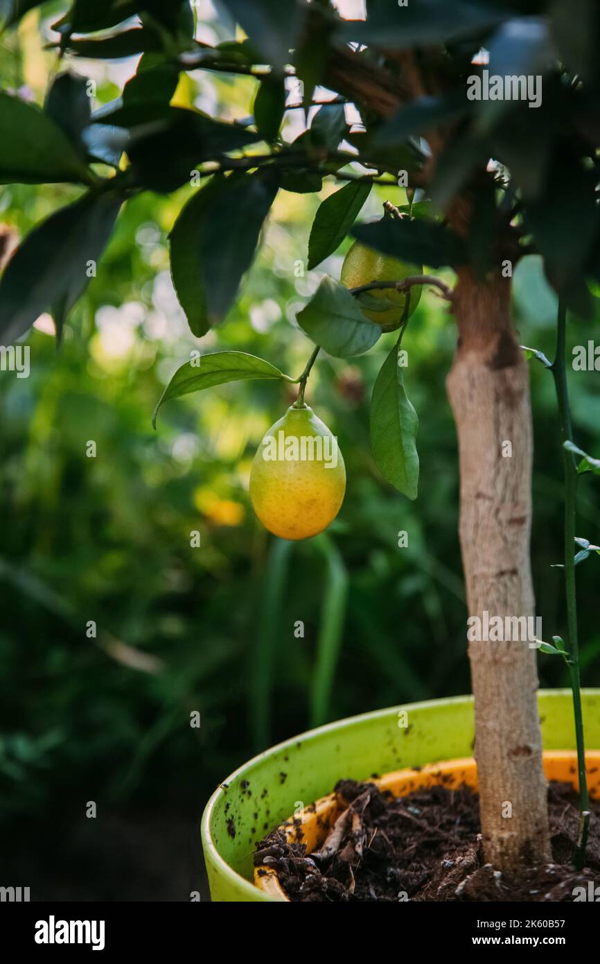fruit cultivation domestic gardening natural farm Stock Photo Alamy