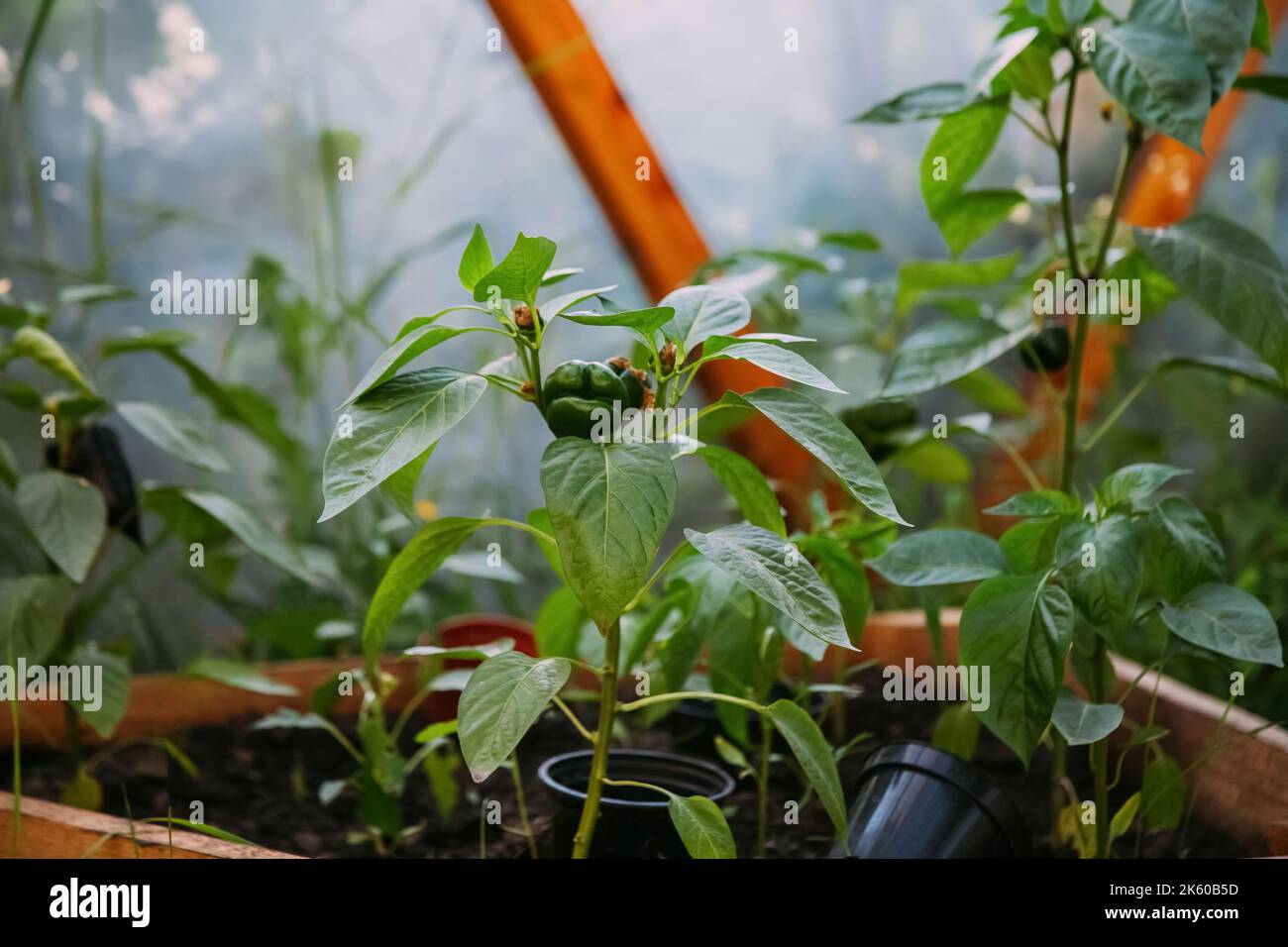 vegetable cultivation hothouse gardening natural Stock Photo