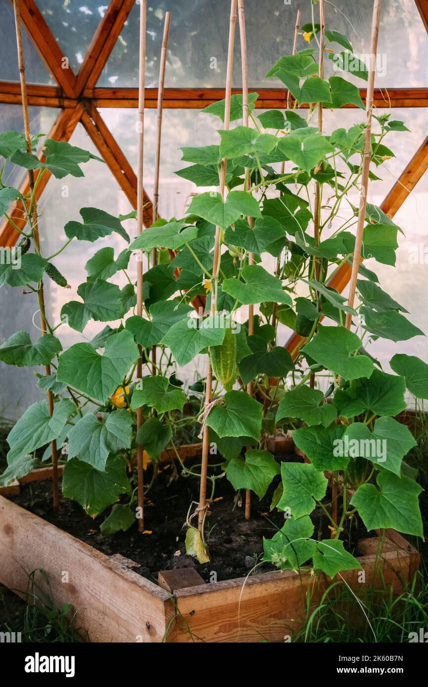 vegetable cultivation hothouse gardening natural Stock Photo