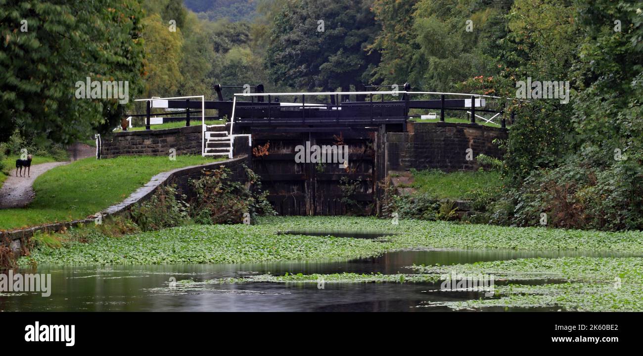 It’s raining at the top of Wigan locks on the L and L canal on in Sept 2022 and with the locks have been closed since July the pennywort is thriving. Stock Photo