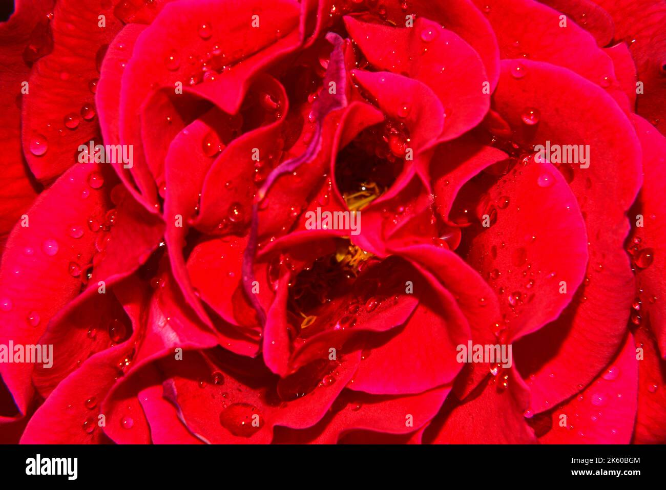 Rose petals with water drops hi-res stock photography and images - Alamy