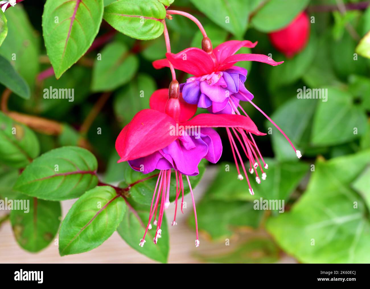 A pair of Fuchsia Magellanica, a little special but fascinating flowers Stock Photo