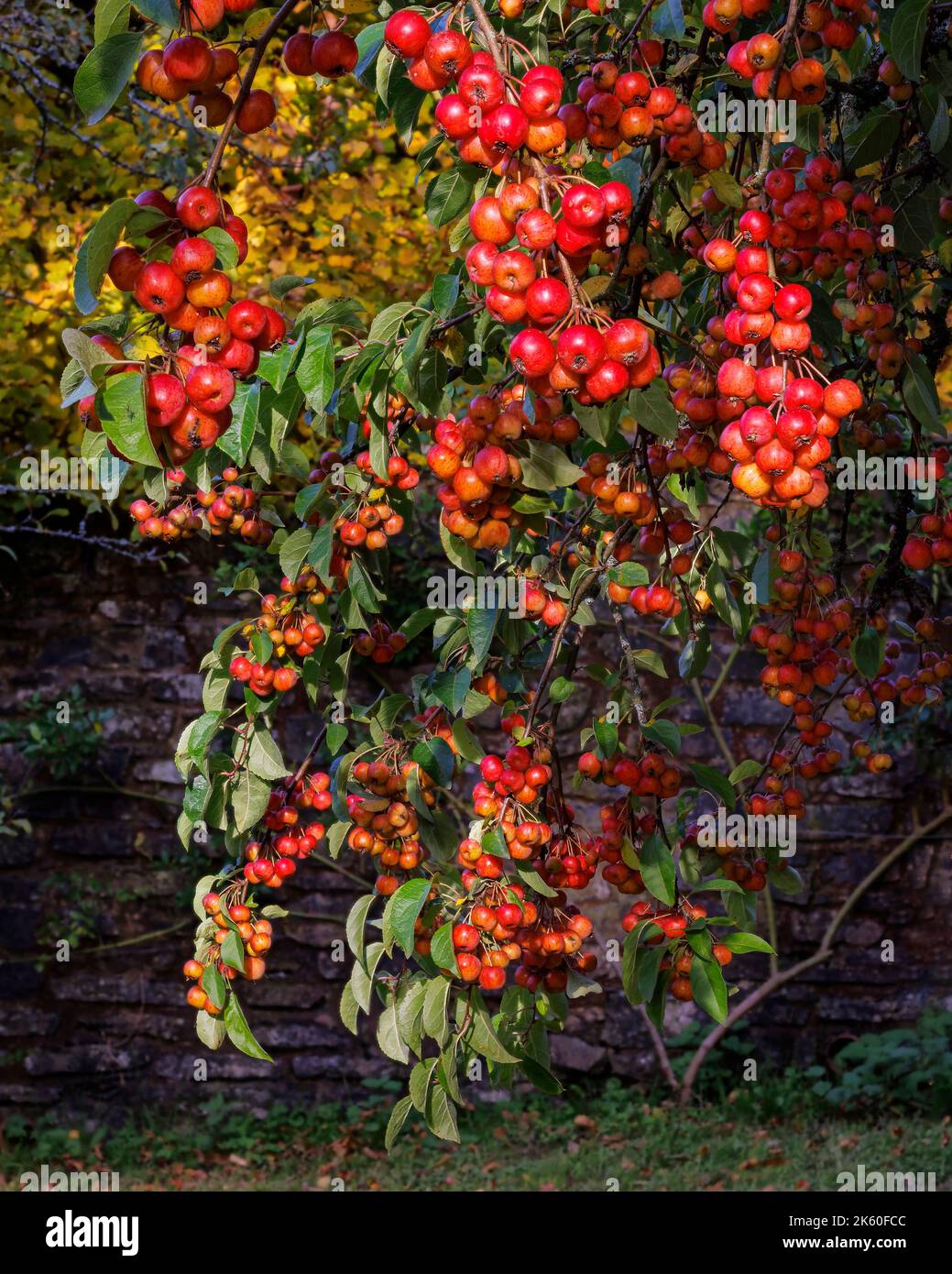 Crab apples at Aberglasney Stock Photo Alamy