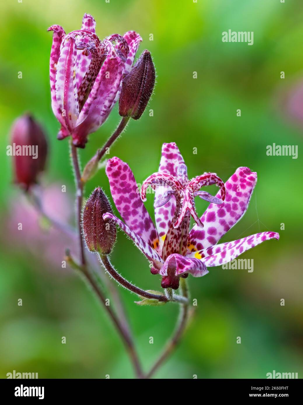 Tricyrtis hirta, toad lily, at Aberglasney Gardens Stock Photo