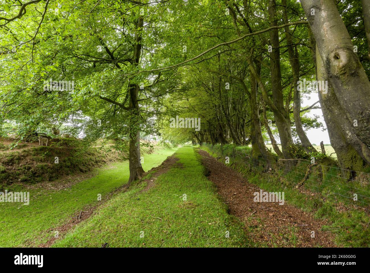 The route of the dismantled West Somerset Mineral Railway at Brendon Hill in Exmoor National Park, Somerset, England. Stock Photo