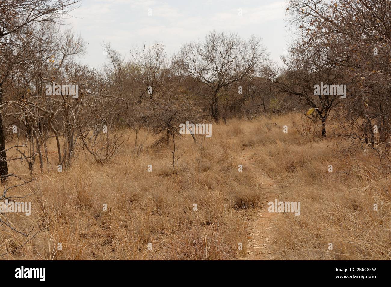 Bush Path leading through the dry Bush Veld in South Africa - a walk in the wild Stock Photo