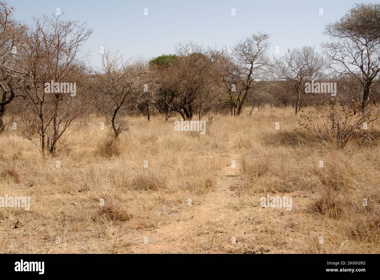 Bush Path leading through the dry Bush Veld in South Africa - a walk in the wild Stock Photo